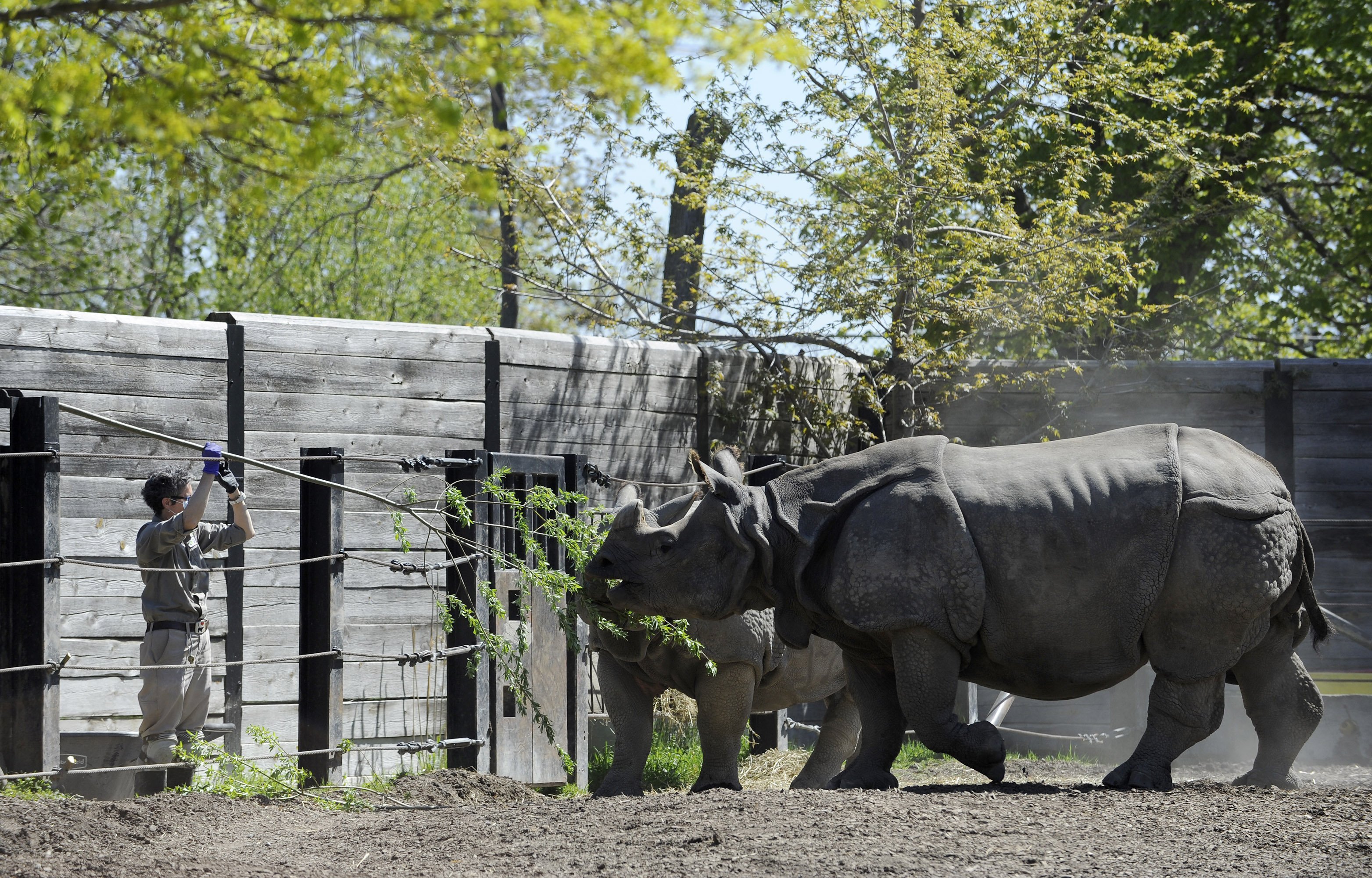 Photo Shoots Toronto Zoo Opens Scenic Safari Drive Thru Experience Toronto Com