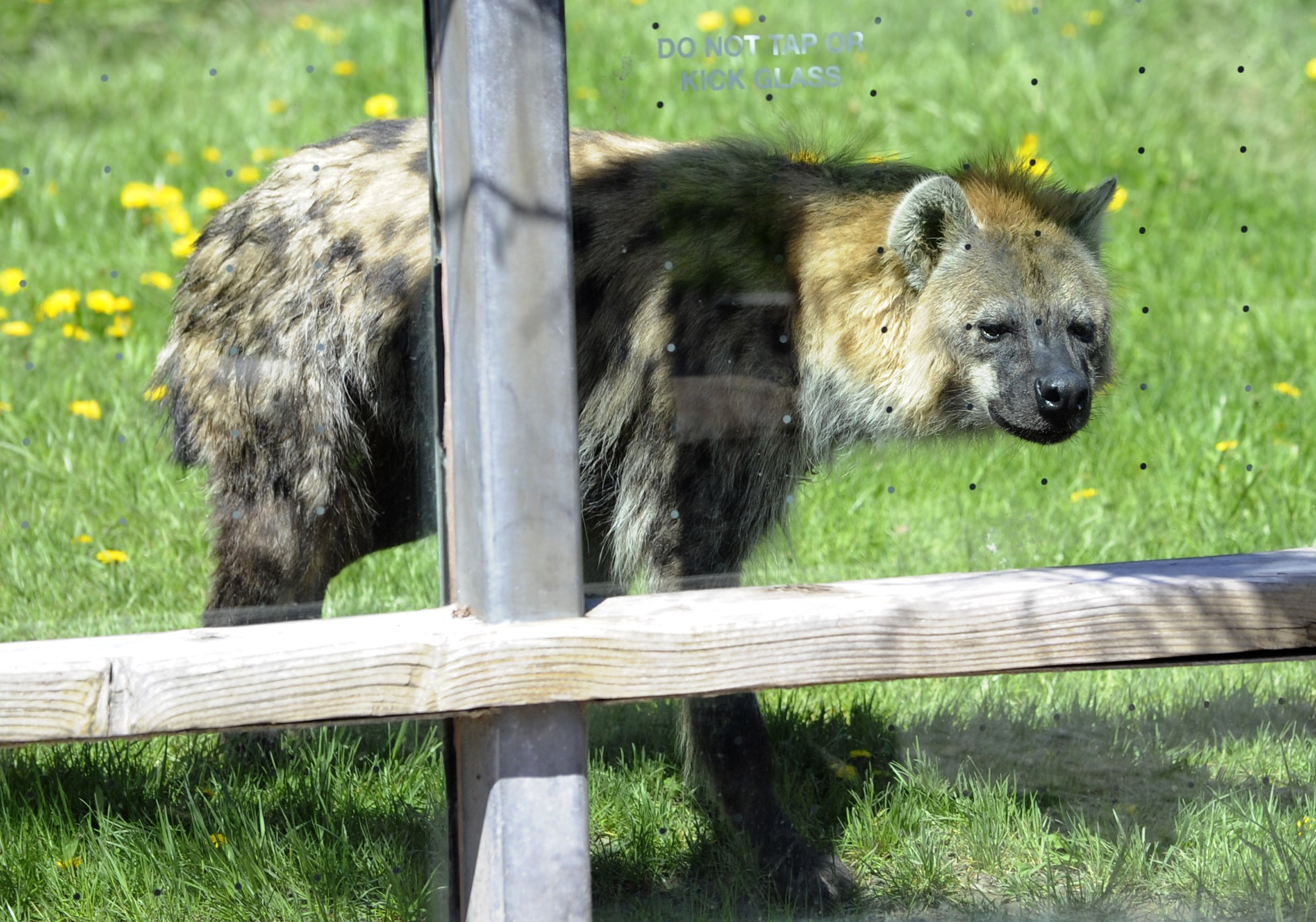 Photo Shoots Toronto Zoo Opens Scenic Safari Drive Thru Experience Toronto Com