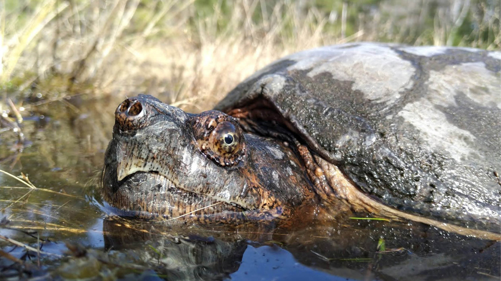 Will Snapping Turtles Be An Integral Part Of Cottage Country Ecosystem