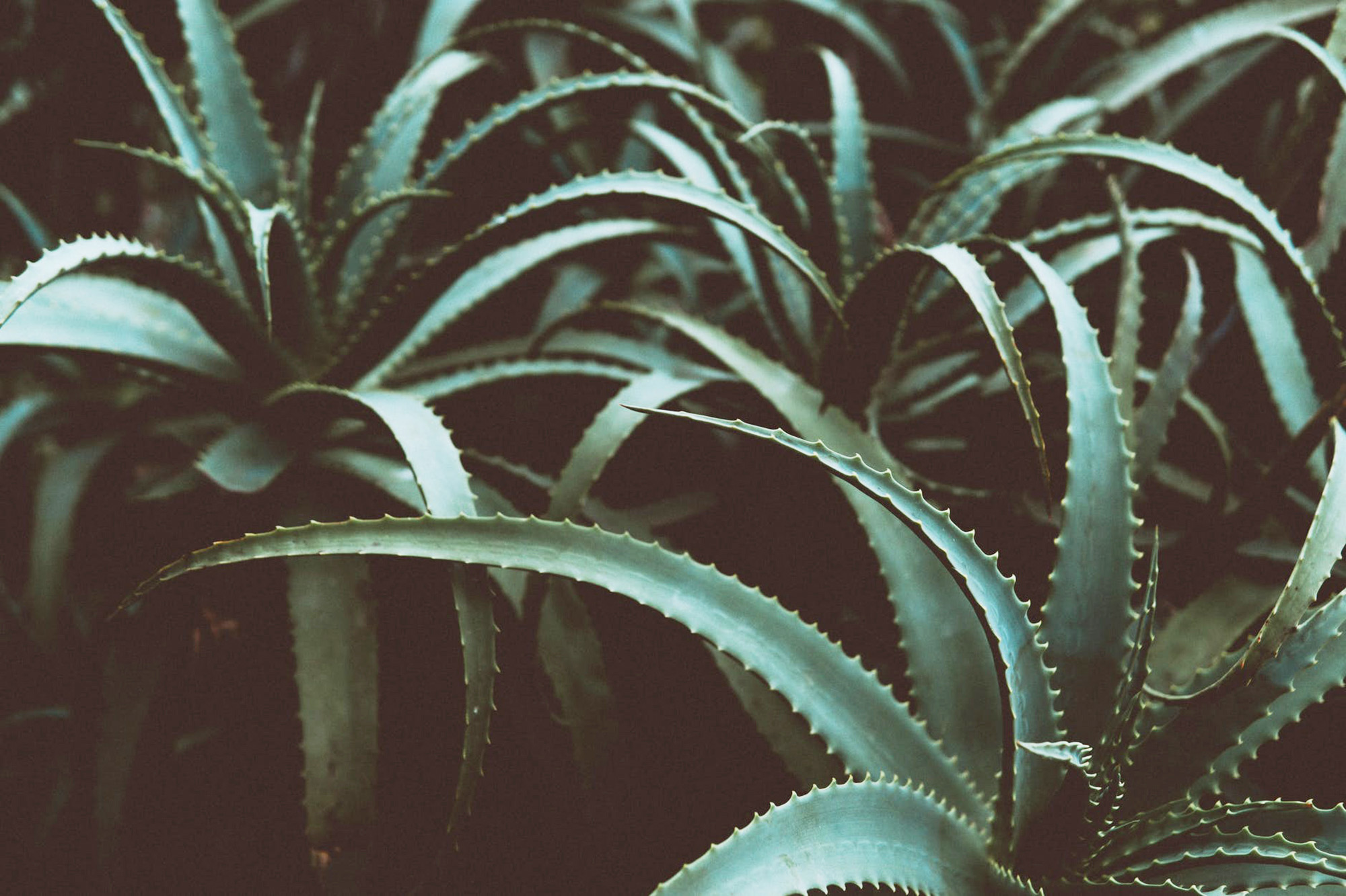 is aloe vera plant toxic to dogs