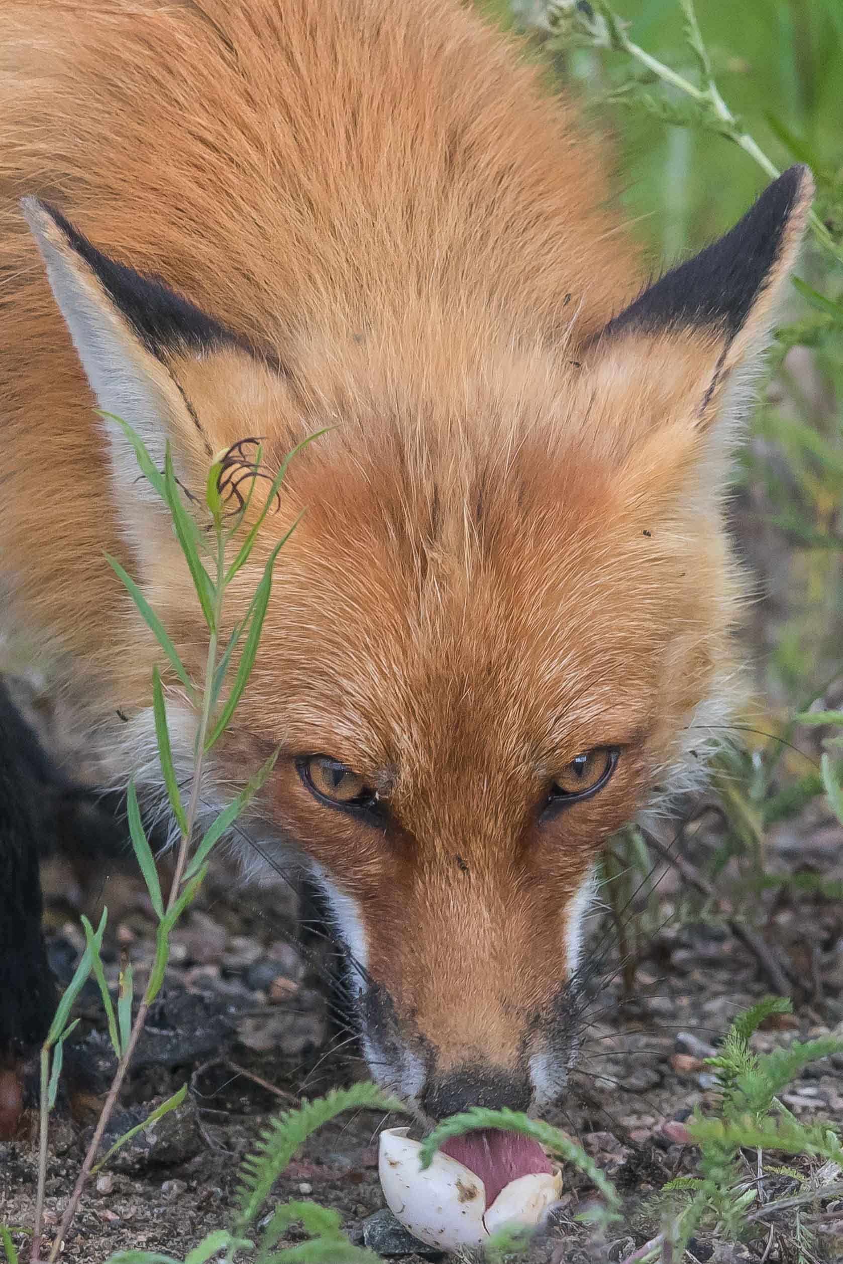 Naturalist S New Book Tells The Stories Of Algonquin Provincial