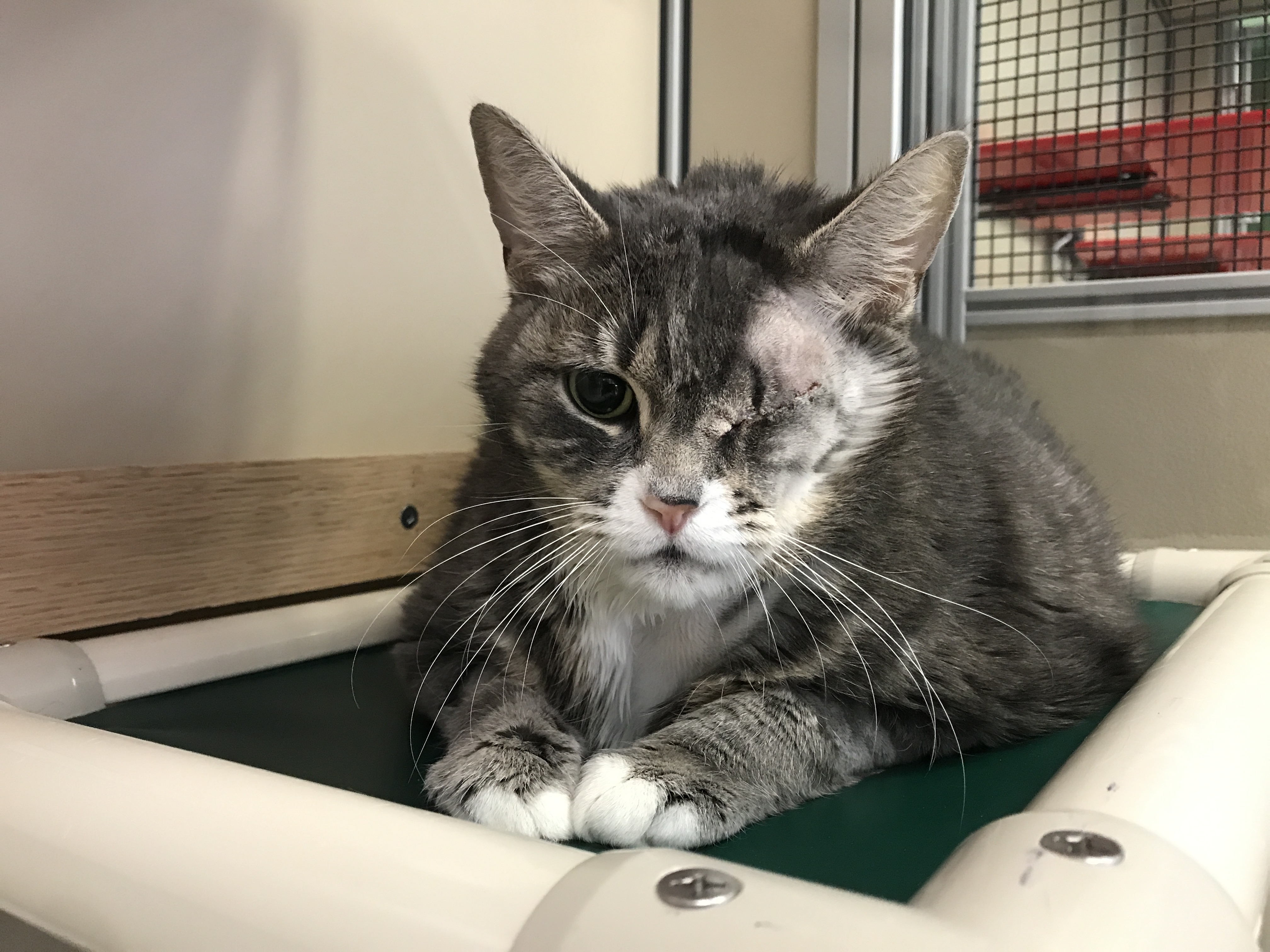 Pets up for adoption in Toronto