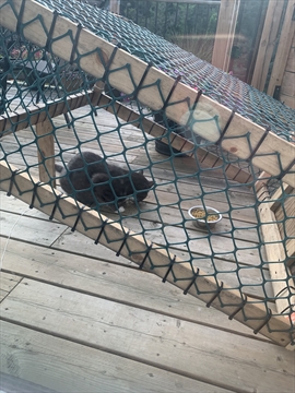 humane live trap for feral cats