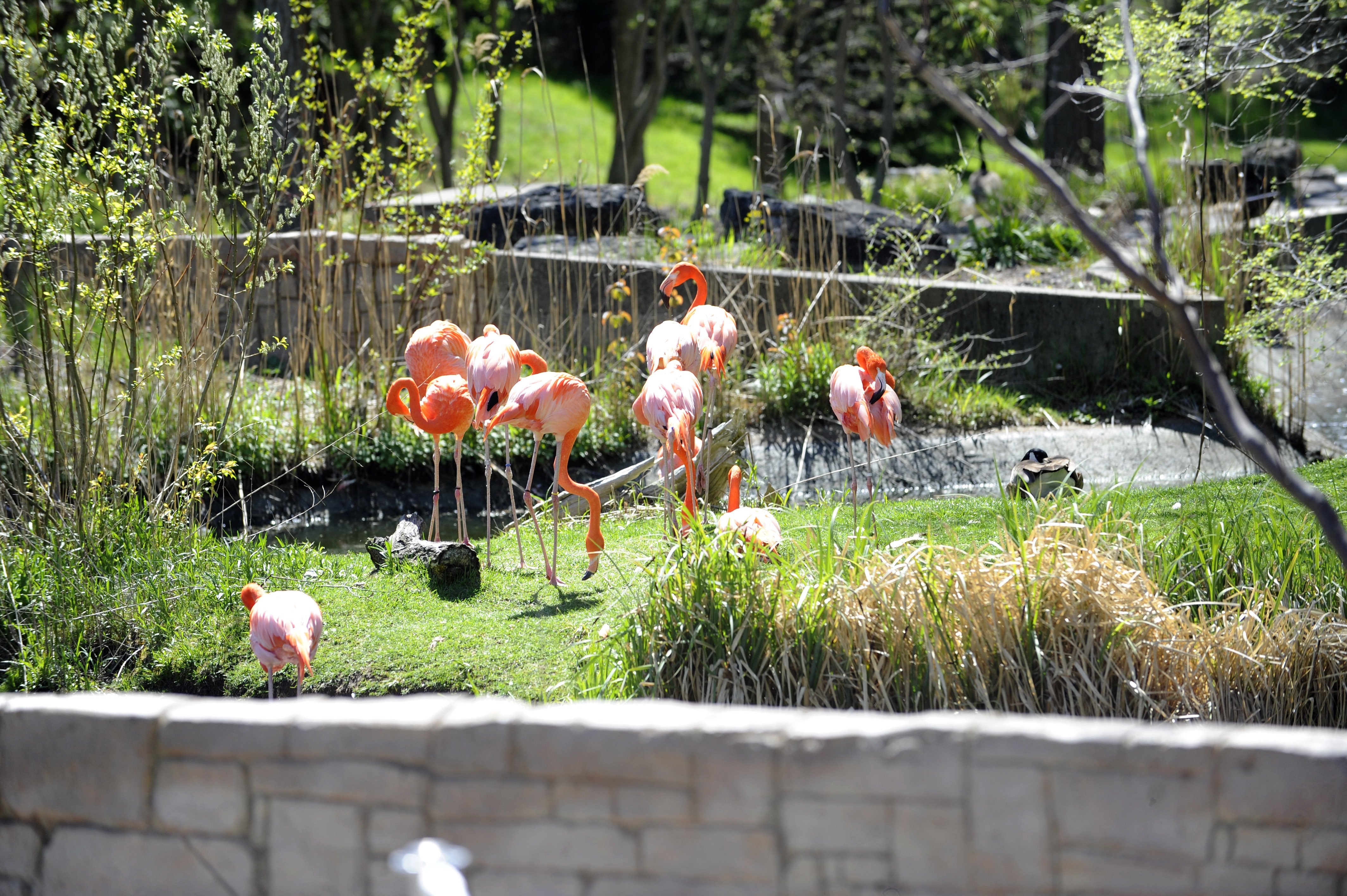 Photo Shoots Toronto Zoo Opens Scenic Safari Drive Thru Experience Toronto Com