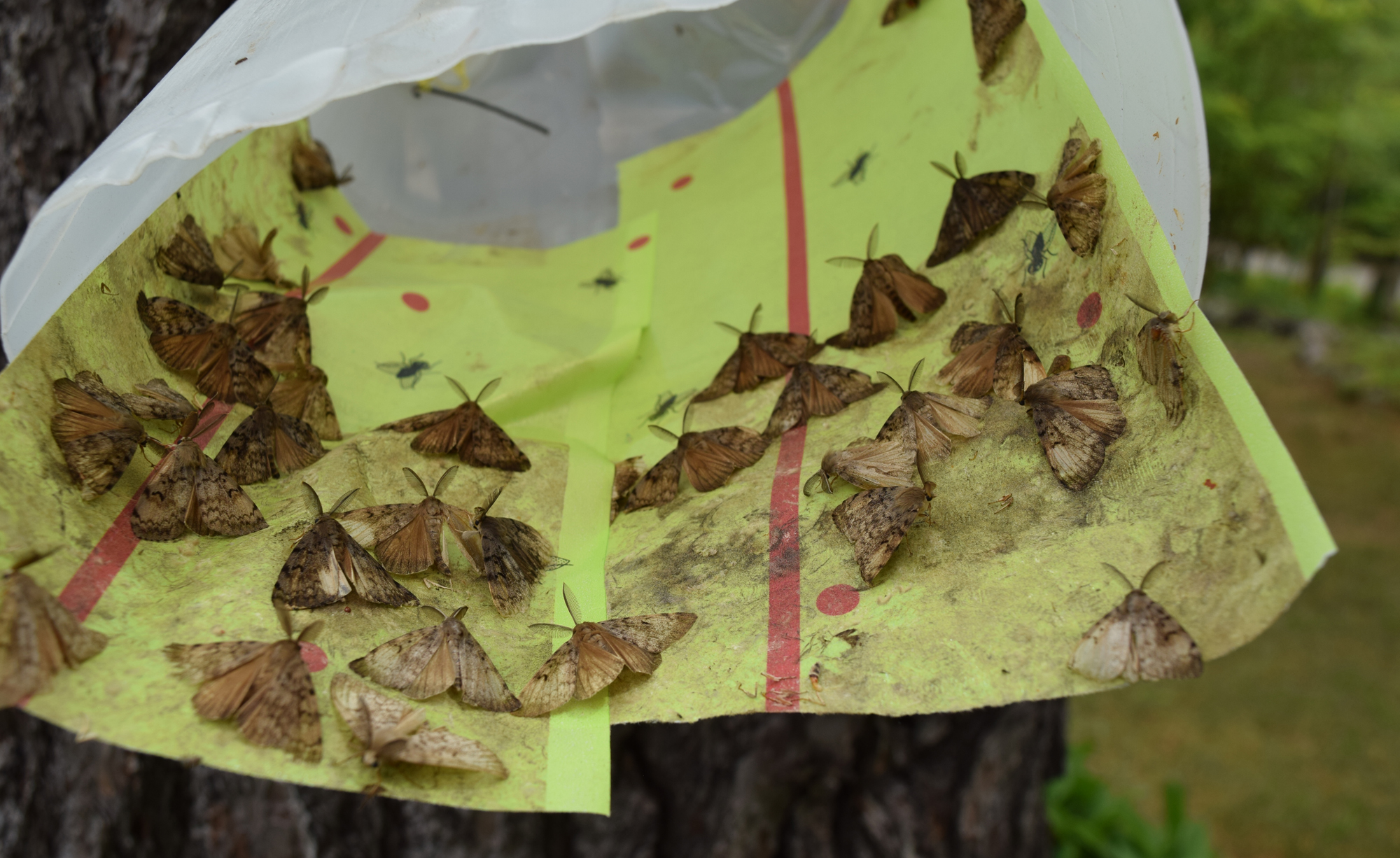 'It's time to recognize the destruction' Gypsy moth infestation