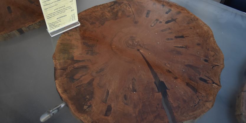 Table with slices of sugar maple wood