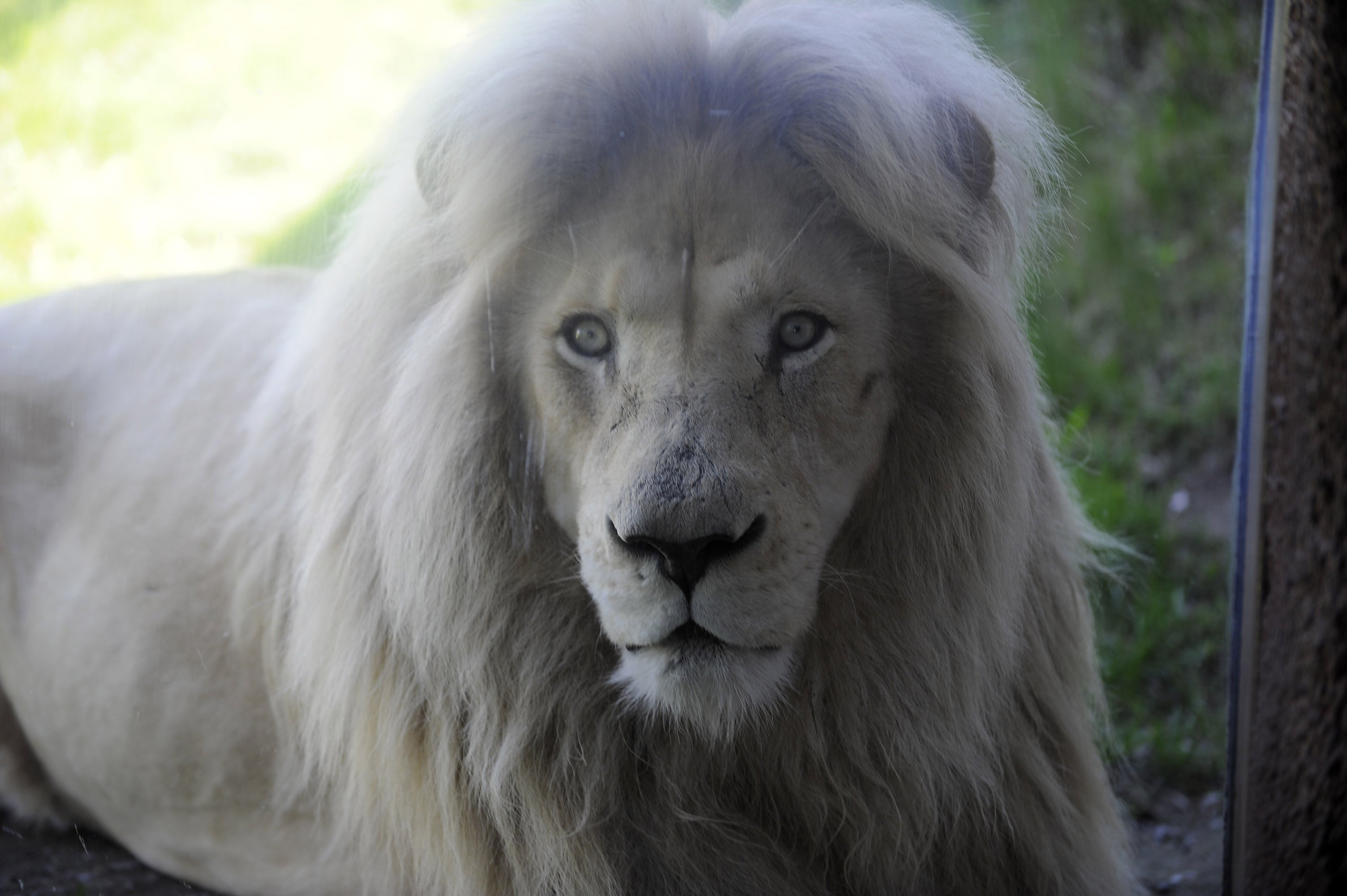 Photo Shoots Toronto Zoo Opens Scenic Safari Drive Thru Experience Toronto Com