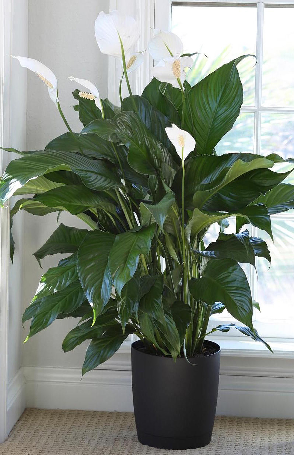 32 HQ Pictures Peace Lily Cats And Dogs / Peace Lily Care Guide Growing Information And Tips Proflowers